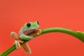Frog on orange background Royalty Free Stock Photo