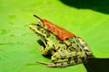 A frog with a orange leaf on its back sits on a leaf of a water lily on a lake in the middle of a forest on a warm, sunny summer d Royalty Free Stock Photo