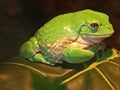 Frog Royalty Free Stock Photo