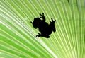 Frog on palm leaf Royalty Free Stock Photo