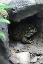 A frog peeping in the cave Royalty Free Stock Photo