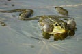 Pelophylax ridibundus in the water,close-up photo