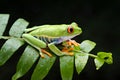 the frog is perched on a green leaf Royalty Free Stock Photo