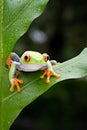 The frog is perched on a green leaf Royalty Free Stock Photo