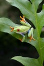 The frog is perched on a green leaf Royalty Free Stock Photo