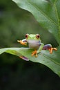 The frog is perched on a green leaf Royalty Free Stock Photo