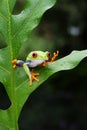 The frog is perched on a green leaf Royalty Free Stock Photo