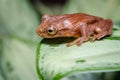 Frog perched on a leaf while looking down Royalty Free Stock Photo