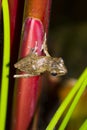 Frog perched Royalty Free Stock Photo