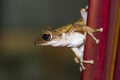 Frog perched on a tree Royalty Free Stock Photo