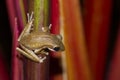 Frog perched on a tree . Royalty Free Stock Photo