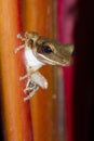 Frog perched on a tree. Royalty Free Stock Photo