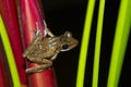 Frog perched on a tree Royalty Free Stock Photo