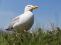 Frog Perspective Of Herring Gull At German Island Helgoland