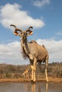 Frog perspective picture of a male nyala