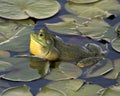 Frog photo stock. Frog sitting on a water lily leaf in the water displaying green body, head, legs, eye in its environment and Royalty Free Stock Photo