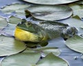 Frog photo stock. Frog sitting on a water lily leaf in the water. Image. Picture. Portrait Royalty Free Stock Photo