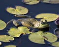 Frog photo stock. Frog sitting on a water lily leaf in the water.looking at the right side. Image. Picture. Portrait Royalty Free Stock Photo