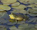 Frog photo stock. Image. Picture. Portrait Frog Sitting on a water lily leaf. Royalty Free Stock Photo