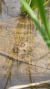 a frog photographed from above Royalty Free Stock Photo