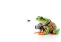 Frog photographer with camera shooting fly. Space for text. Royalty Free Stock Photo