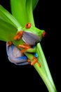 Frog in a plant isolated black Royalty Free Stock Photo