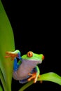 Frog on plant leaves isolated black Royalty Free Stock Photo