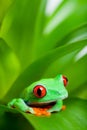 Frog in a plant - red-eyed tree frog Royalty Free Stock Photo