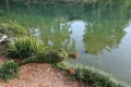 Frog Plant Topiary Royalty Free Stock Photo