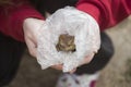 Frog in plastic bag Royalty Free Stock Photo