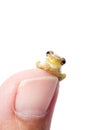 Frog Plotting World Domination Royalty Free Stock Photo