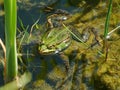 Frog in a pond