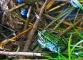 Frog in the pond Royalty Free Stock Photo