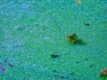 Frog in a pond: A bullfrog sits looking away in a shallow pond filled with a duckweed