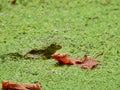 Frog in a Pond: A Bullfrog sits mostly visible in a pond with a blooming duckweed Royalty Free Stock Photo