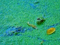 Frog in a pond: A bullfrog sits in a shallow pond filled with a duckweed growth