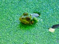 Frog in the pond: A bullfrog sits in the water with his head including eyes and ears Royalty Free Stock Photo