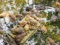 Frog in pond close farm for breeding.