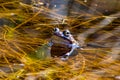 Frog in the pond close-up Royalty Free Stock Photo