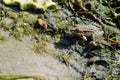 Frog in a pond close up. Royalty Free Stock Photo