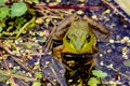 frog in a pond at Eastern Neck Wildlife Preserve