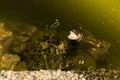 Frog in the pond in the garden. Selective focus Royalty Free Stock Photo