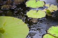 Frog in Pond.  Little frog in nature. A bullfrog in a pond is reflected in the water Royalty Free Stock Photo