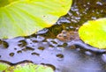 Frog in Pond.  Little frog in nature. A bullfrog in a pond is reflected in the water Royalty Free Stock Photo