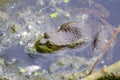 Frog in the pond Royalty Free Stock Photo