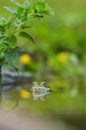 Frog in the pond