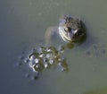 Frog in pond next to frog spawn