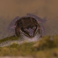 Frog in Pond Royalty Free Stock Photo