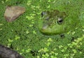 Frog in pond surrounded by green next to a floating leaf. Nature Royalty Free Stock Photo