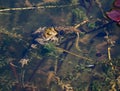 Frog in pond with tadpoles